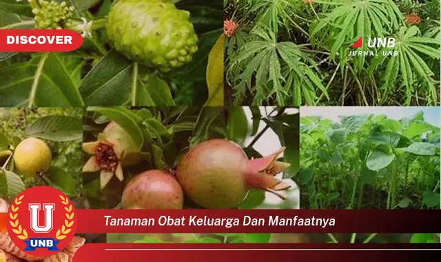 tanaman obat keluarga dan manfaatnya