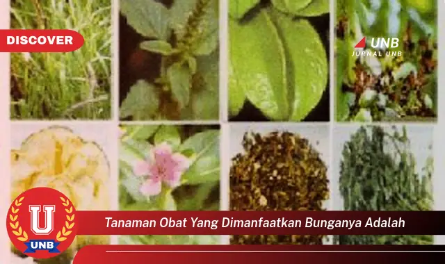 tanaman obat yang dimanfaatkan bunganya adalah