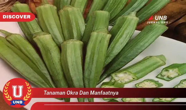 tanaman okra dan manfaatnya tanaman okra dan manfaatnya