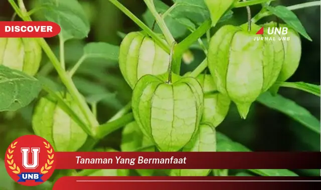 tanaman yang bermanfaat