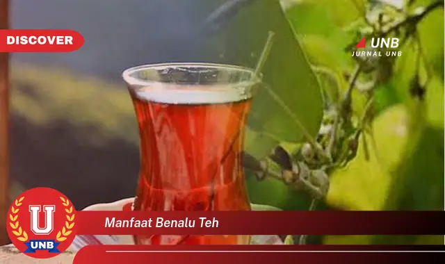 manfaat benalu teh