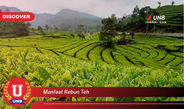 manfaat kebun teh