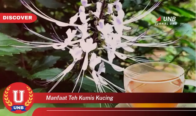 manfaat teh kumis kucing manfaat teh kumis kucing