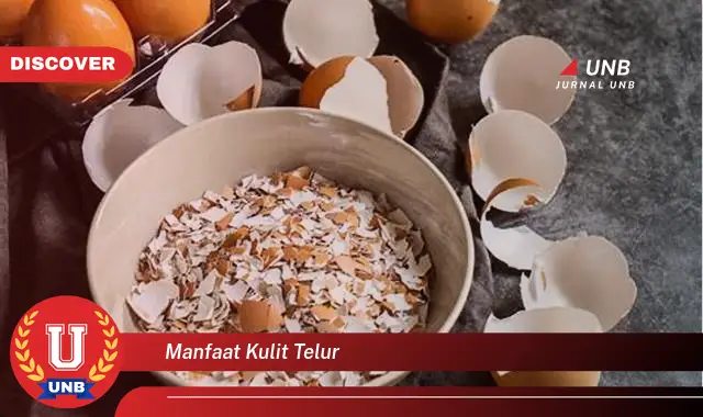 manfaat kulit telur manfaat kulit telur