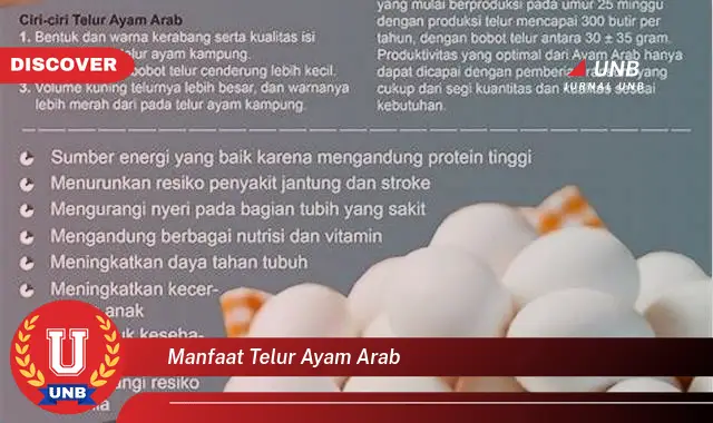 manfaat telur ayam arab manfaat telur ayam arab