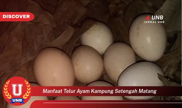 manfaat telur ayam kampung setengah matang manfaat telur ayam kampung setengah matang