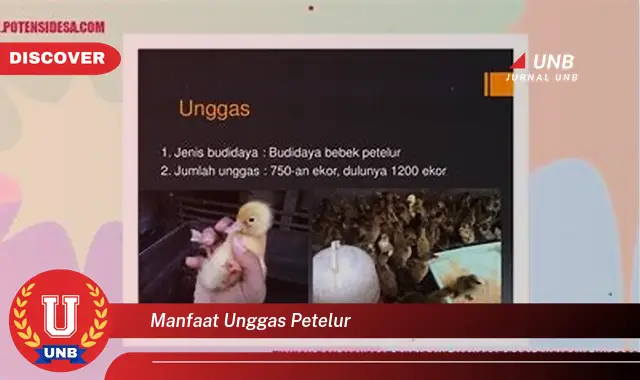 manfaat unggas petelur manfaat unggas petelur
