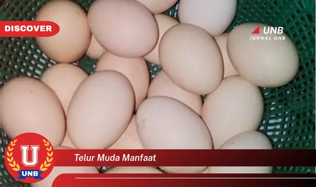 telur muda manfaat telur muda manfaat