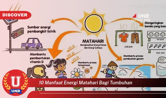10 manfaat energi matahari bagi tumbuhan 10 manfaat energi matahari bagi tumbuhan