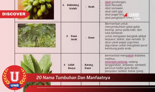 20 nama tumbuhan dan manfaatnya