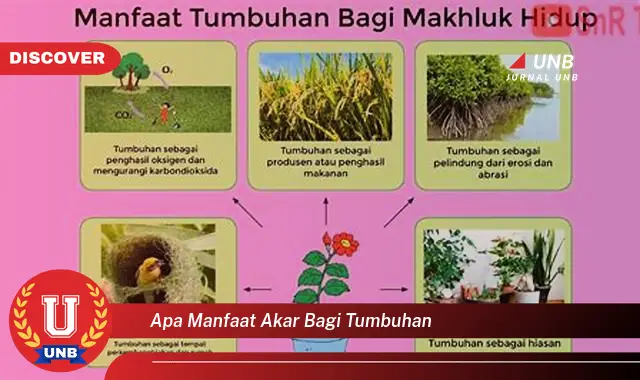 apa manfaat akar bagi tumbuhan