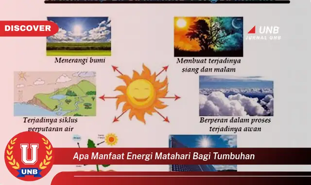 apa manfaat energi matahari bagi tumbuhan apa manfaat energi matahari bagi tumbuhan