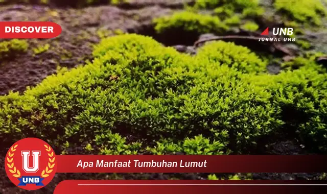 apa manfaat tumbuhan lumut apa manfaat tumbuhan lumut
