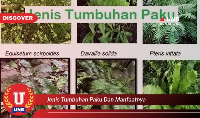 jenis tumbuhan paku dan manfaatnya