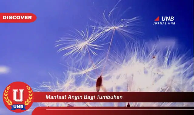 manfaat angin bagi tumbuhan manfaat angin bagi tumbuhan