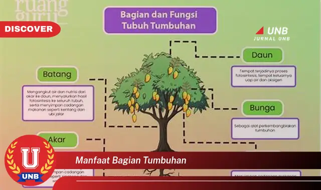 manfaat bagian tumbuhan manfaat bagian tumbuhan