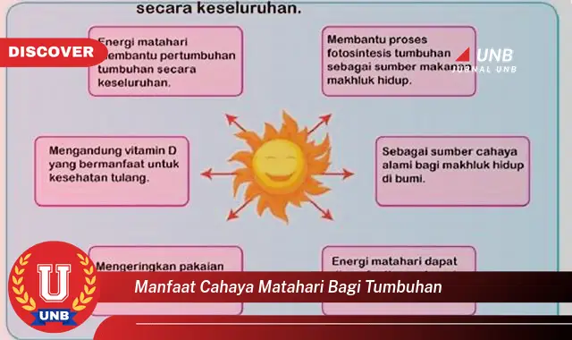 manfaat cahaya matahari bagi tumbuhan