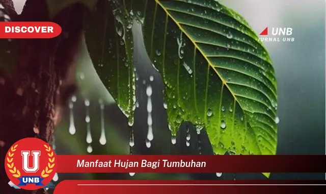 manfaat hujan bagi tumbuhan