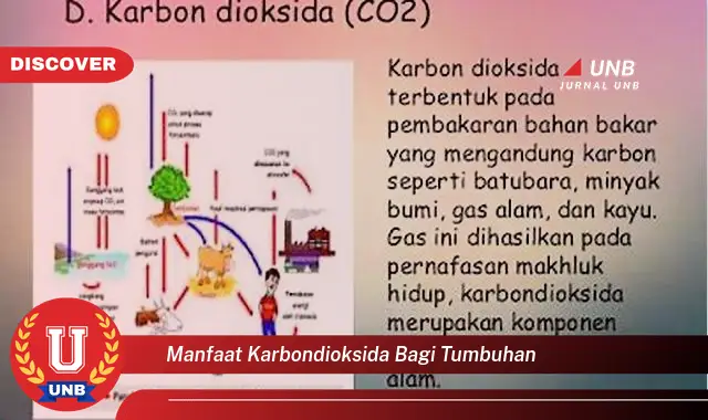 manfaat karbondioksida bagi tumbuhan