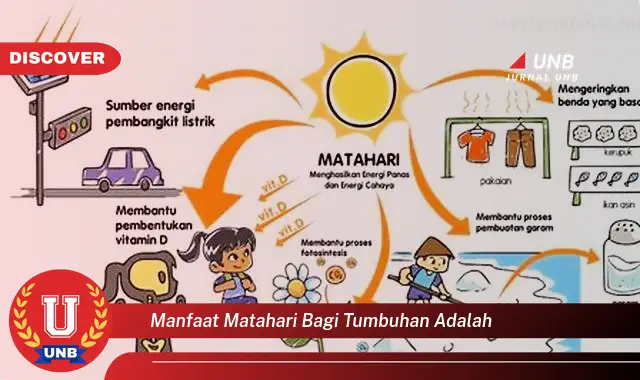 manfaat matahari bagi tumbuhan adalah