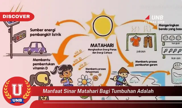 manfaat sinar matahari bagi tumbuhan adalah manfaat sinar matahari bagi tumbuhan adalah
