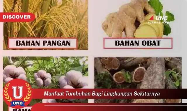 manfaat tumbuhan bagi lingkungan sekitarnya