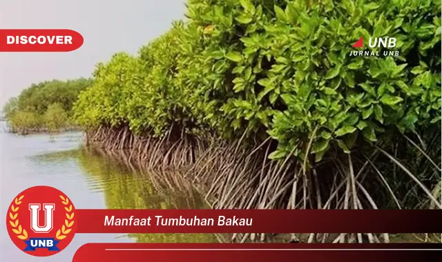 manfaat tumbuhan bakau manfaat tumbuhan bakau