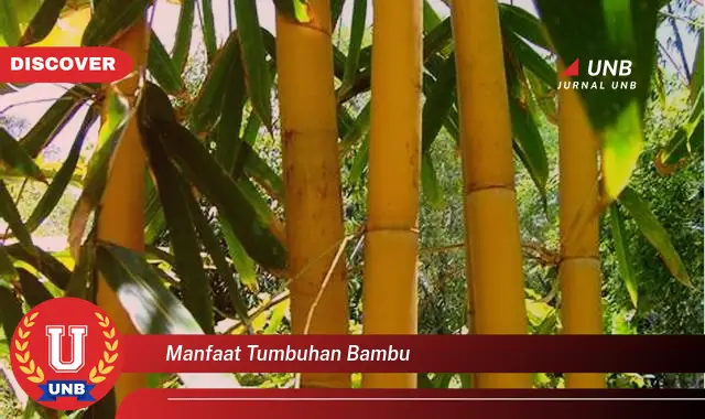 manfaat tumbuhan bambu manfaat tumbuhan bambu