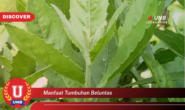 manfaat tumbuhan beluntas manfaat tumbuhan beluntas