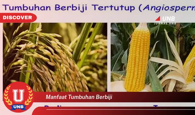 manfaat tumbuhan berbiji manfaat tumbuhan berbiji