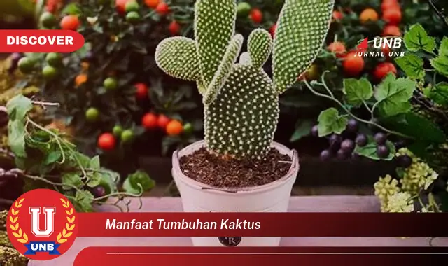 manfaat tumbuhan kaktus