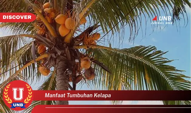 manfaat tumbuhan kelapa manfaat tumbuhan kelapa