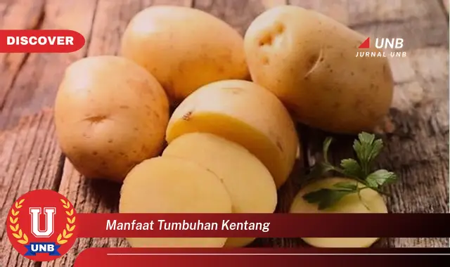 manfaat tumbuhan kentang manfaat tumbuhan kentang