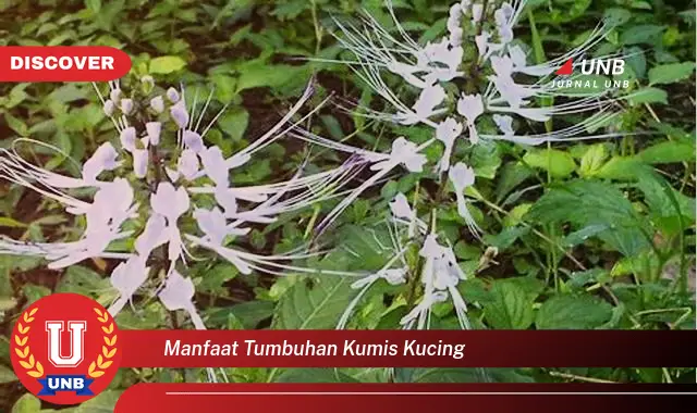 manfaat tumbuhan kumis kucing