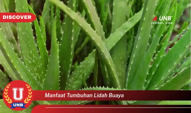 manfaat tumbuhan lidah buaya manfaat tumbuhan lidah buaya