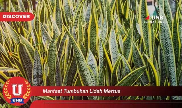 manfaat tumbuhan lidah mertua