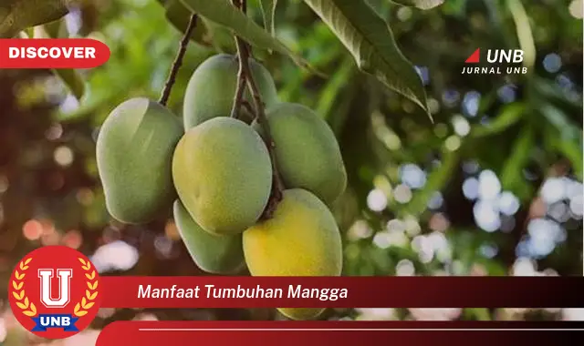 manfaat tumbuhan mangga