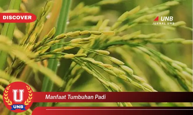 manfaat tumbuhan padi