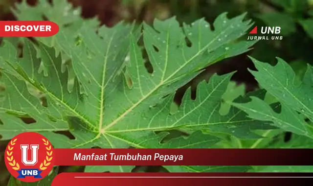manfaat tumbuhan pepaya manfaat tumbuhan pepaya