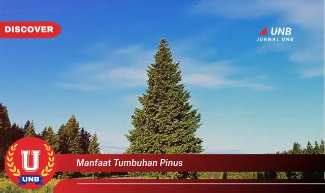 manfaat tumbuhan pinus manfaat tumbuhan pinus