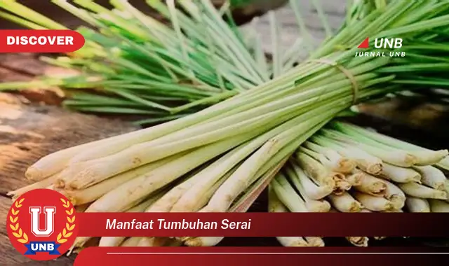 manfaat tumbuhan serai