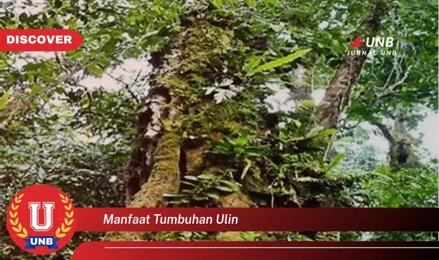 manfaat tumbuhan ulin manfaat tumbuhan ulin