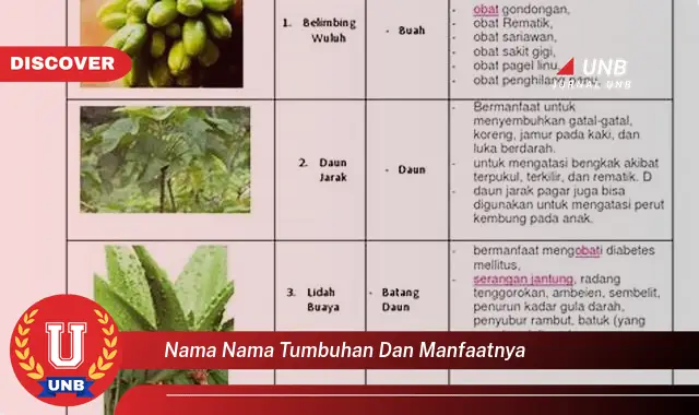 nama nama tumbuhan dan manfaatnya