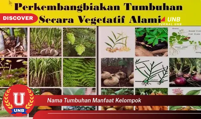 nama tumbuhan manfaat kelompok