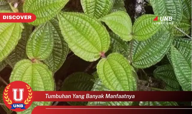 tumbuhan yang banyak manfaatnya