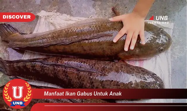 manfaat ikan gabus untuk anak