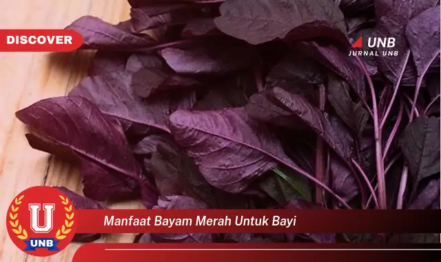 manfaat bayam merah untuk bayi