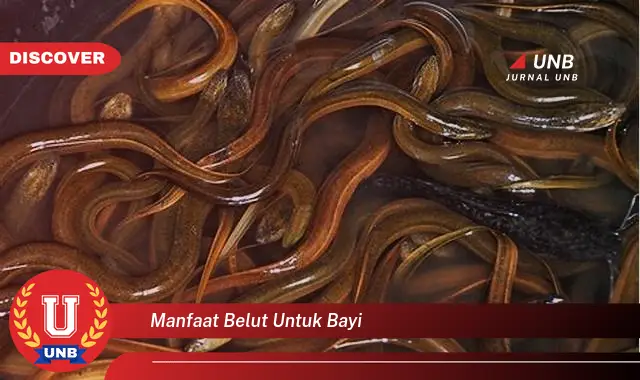 manfaat belut untuk bayi