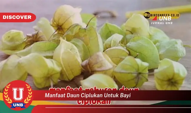 manfaat daun ciplukan untuk bayi manfaat daun ciplukan untuk bayi