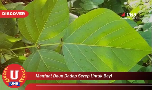 manfaat daun dadap serep untuk bayi